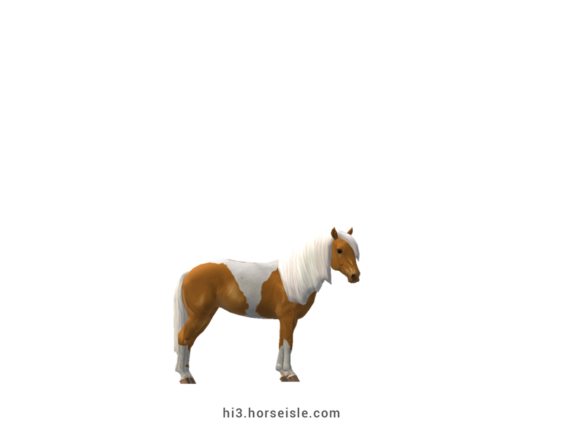 South African Miniature Horse Copper Palomino Tobiano Coat